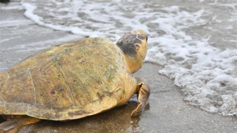 Watch Emotional Moment Rare Turtle Released Back To Ocean Observer