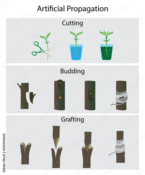Illustration Of Agriculture And Gardening Artificial Propagation Of