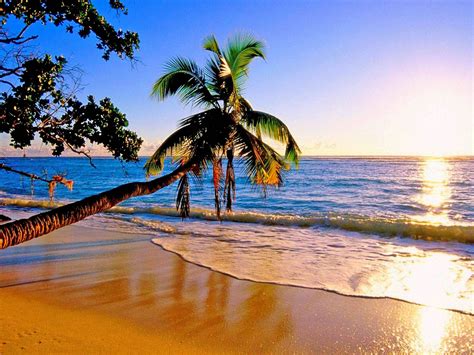 Hawaii Paradise Beach Ocean Trees Palm Nature Sunset Wallpapers Hd