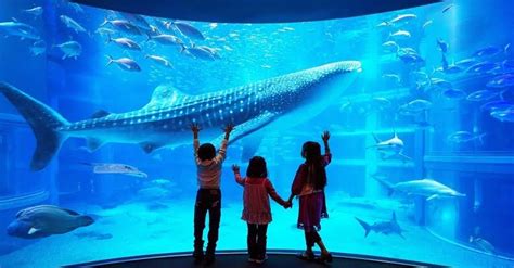 Kaiyukan Aquarium Em Osaka Um Dos Maiores Aquários Do Mundo