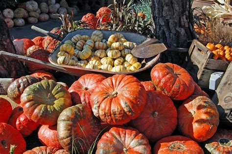 My Painted Garden Fall Harvest Inspirations
