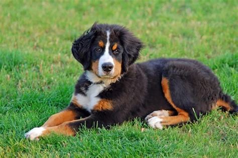 Bernese Mountain Dog Ultimate Guide Health Personality And More