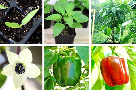 Bell Pepper Plant Growth Stages Day 1 120 Wpictures Pepper Geek