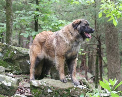 Estrela Mountain Dog Breed Information American Kennel Club