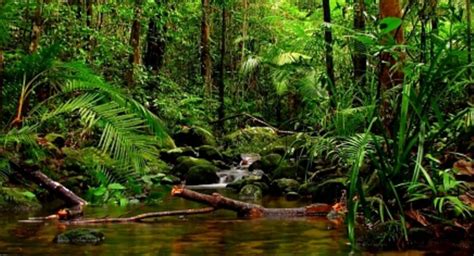 Sri Lankas Forest Cover At 17 Percent Environmentalist