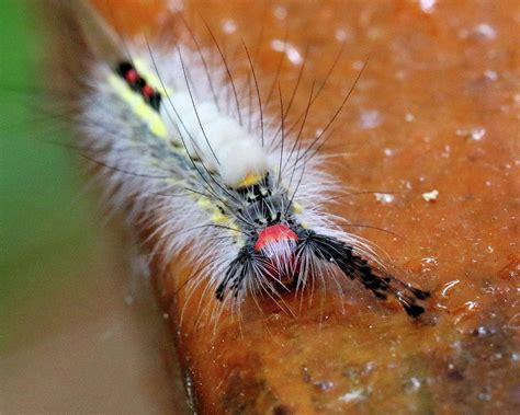 Bristly Caterpillar Photograph By Arvin Miner