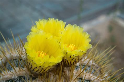 The cactus could be anything in your life that is inconvenient or annoying, but you can chose to not sit on it, to not let it bother you. Cactus Flower Meaning - Flower Meaning
