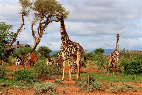 Free Images Giraffe Giraffidae Terrestrial Animal Wildlife Nature