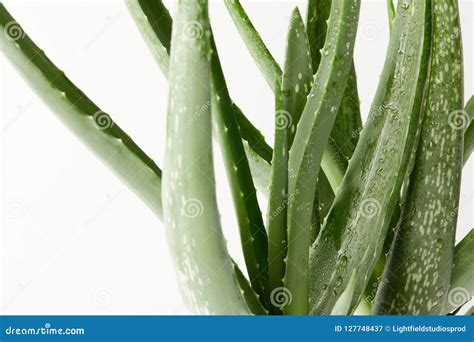 Closeup Shot Of Aloe Vera Leaves With Water Drops Isolated On White