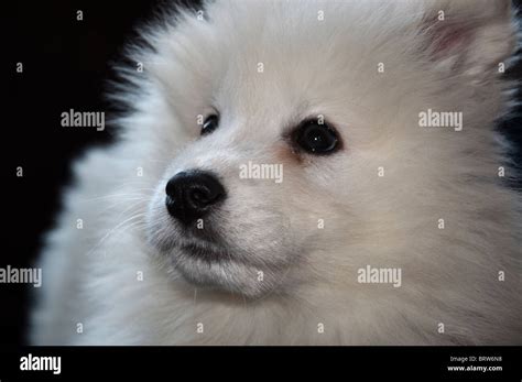 Samoyed Puppy Dog Stock Photo Alamy