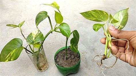 How to judge soil moisture for indoor plants. How to grow money plant in soil | Indoor plants - YouTube