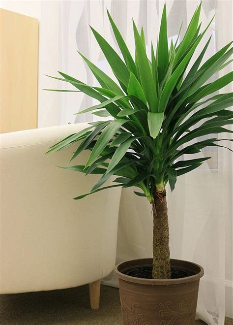 Yucca Cane House Plant | Indoor floor plants, Big indoor plants, Best