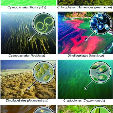 By raphael kudela | mar 24, 2012 | sea otters. (PDF) Mitigating the Expansion of Harmful Algal Blooms ...