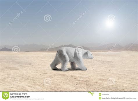 Puisque les ours polaires sont considérés comme appartenant à une espère «en danger d'extinction», il est interdit de les nourrir, déranger, blesser ou tuer de quelque façon que ce soit. Ours Blanc Marchant Dans Un Désert Image stock - Image du désert, ours: 22999927