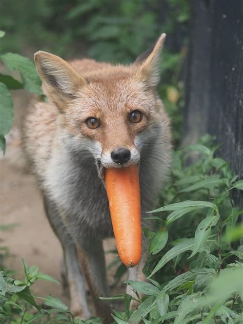 Oc Japanese Red Foxes Eat Carrots That They Forage In The Wild R