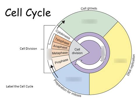 Cell Cycle Diagram Quizlet