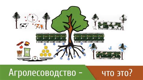 Агролесоводство, что это? | Клуб Фундука