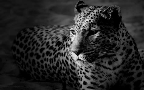 35 HD Black & White Widescreen Backgrounds