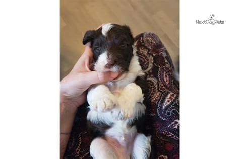 You burn more calories sleeping than you do watching tv. Litter Of Cuties: Portuguese Water Dog puppy for sale near ...