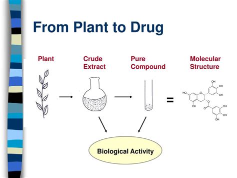 Ppt From Plant To Drug Powerpoint Presentation Free Download Id317641