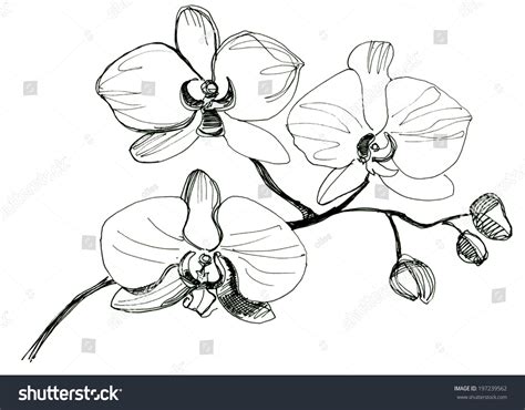 Simple Orchid Drawing At Explore Collection Of