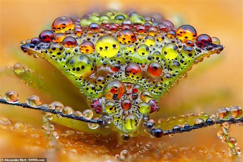 Amazing Photos Capture Insects Covered In Dewdrops That Look Like