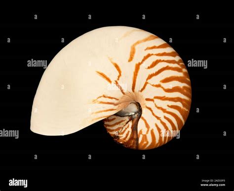 External Shell Of Chambered Nautilus Stock Photo Alamy