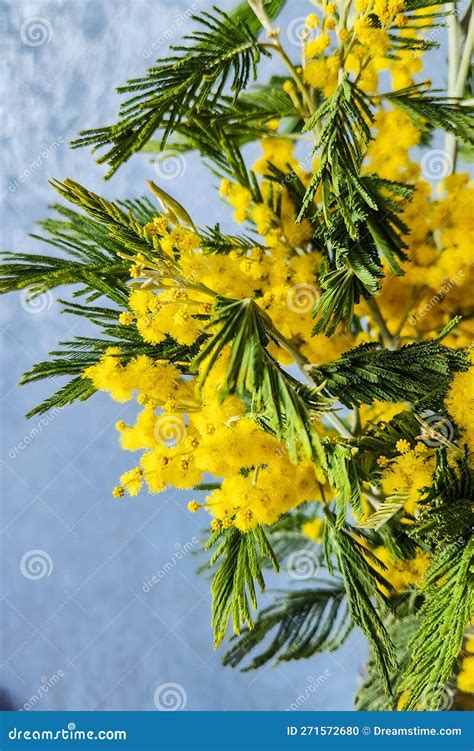 Mimosa Flowers Golden Wattle Tree In Bloom Closeup Of Yellow Acacia