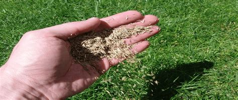 Overseeding requires only tilling about 1 or 2 inches into the soil, while new lawns require 4 to 6 inches. How To Plant Grass Seed In Bare Spots - Best Home Gear