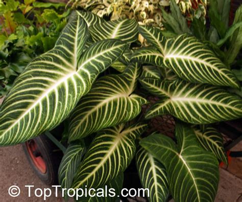 This list includes botanical fruits such as pumpkins, and does not include herbs, spices, cereals and most culinary fruits and culinary nuts. Caladium lindenii, Xanthosoma lindenii Magnifica, Angel's ...
