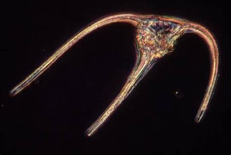 10 Facts About Dinoflagellates Fact File