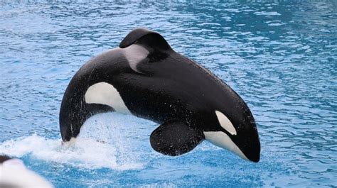 Socially Isolated Male Killer Whales 3 Times Likelier To Die