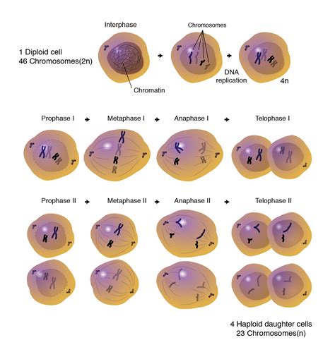 Vector Diagram Of The Meiosis Phases Royalty Free Stock Photo Image The Best Porn Website