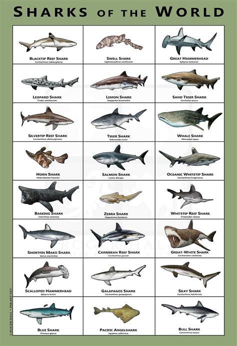 Sharks Of The World Art Poster Field Guide In 2021 Shark Pictures