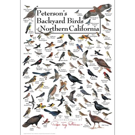 Buy Earth Sky Water Petersons Backyard Birds Of Northern