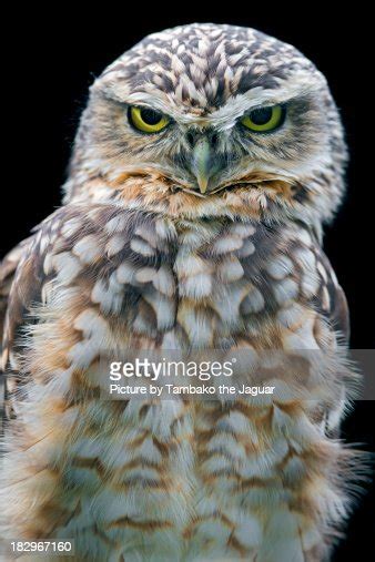 Serious Owl High Res Stock Photo Getty Images