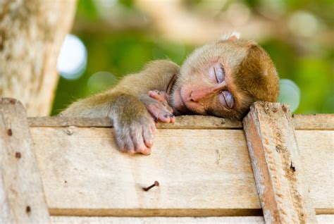Sleeping Monkey Via Aollifestyle Read More Sleeping Animals