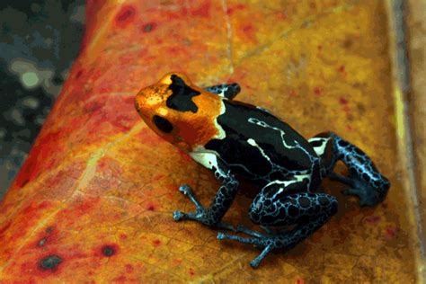 Red Headed Poison Frog Frog Poison Frog Poison Dart Frogs