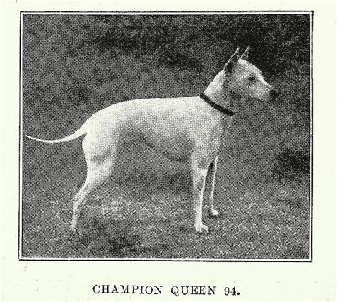 English White Terrier An Extinct Breed Of Dog 1890s 32108130
