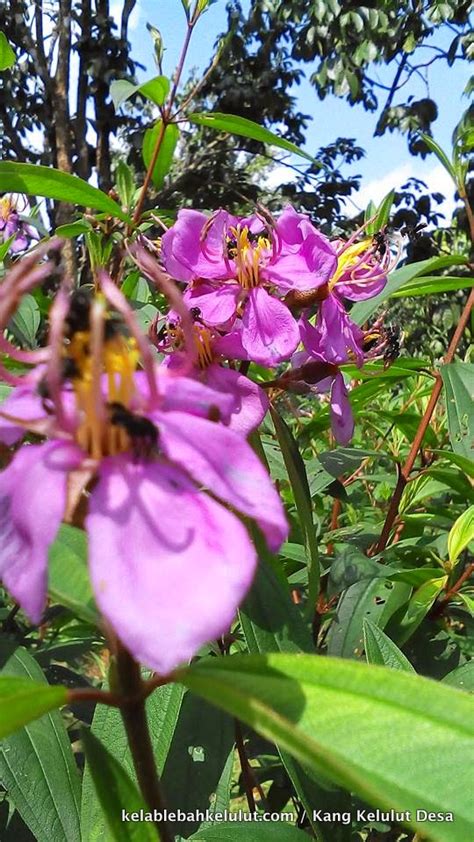 Pokok Bunga Kelulut Senduduk Melastoma Malabathricum Kelab Lebah