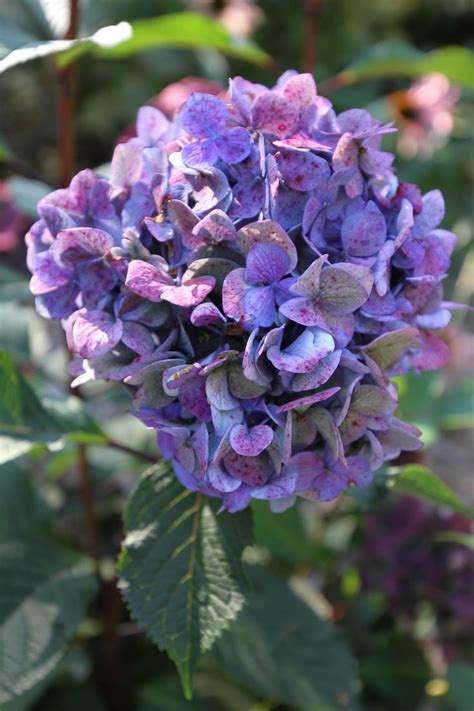 Should you cut hydrangea blooms? Endless Summer Bloomstruck Hydrangea | Bloomstruck ...