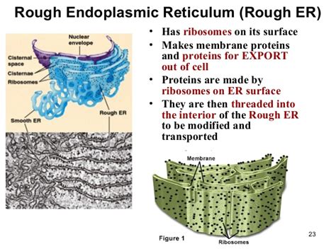 Within the cell, the endoplasmic reticulum plays various functions that range from protein synthesis and transport to the metabolism of carbohydrates. Information about Cell and it's structure and protein ...