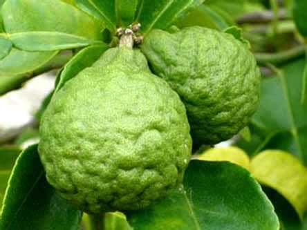 Khasiat jeruk purut sungguh dahsyat. The Green Sanctuary: What is Limau Purut, or Kaffir Lime