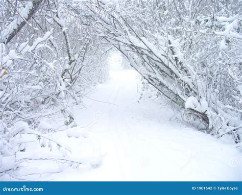 Snow Storm Stock Photo Image Of January Background Festive 1901642