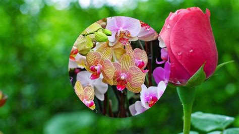 Menakjubkan 14 Kumpulan Gambar Gambar Bunga Gambar Bunga Indah