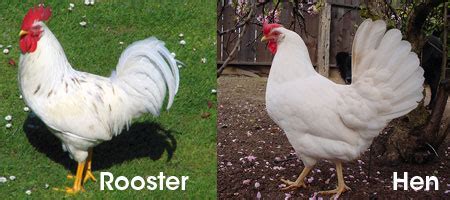 This dynamic bird originated in leghorn.the hens i show you here are. 5 Best Chicken Breeds for Your Backyard Chicken Coop ...