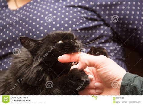 Black Cat Playing With Woman Hand And Biting Finger Stock Photo Image