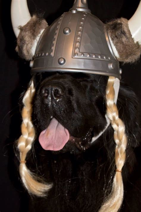 Akchalloween Notta Bear Newfoundlands Inka The Viking Halloween Dog