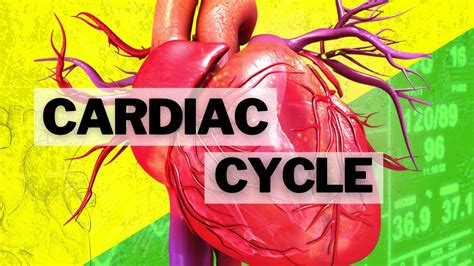 Easy Way To Remember The Cardiac Cycle Pelajaran