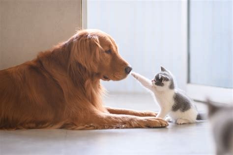Are Golden Retrievers Good With Cats Pet Keen